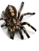 Fobias